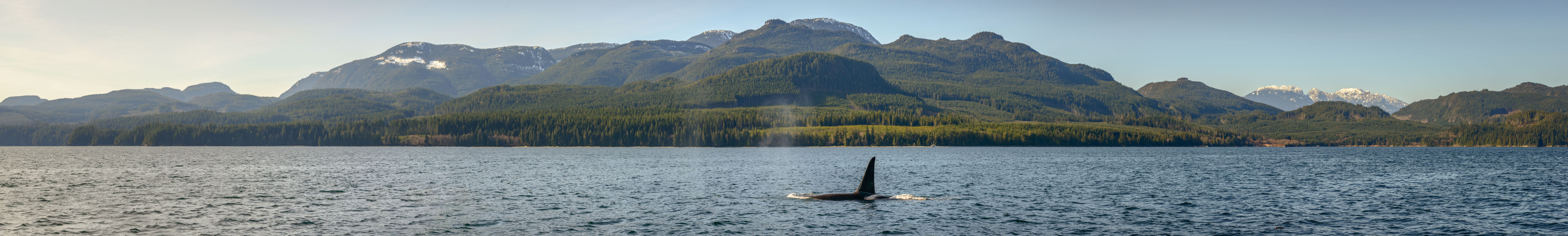 large format panoramic image of a killer whale swimming in ocean in British Columbia
