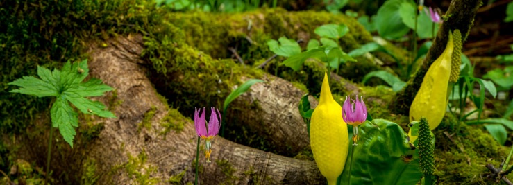 fawn lily in panoramic image
