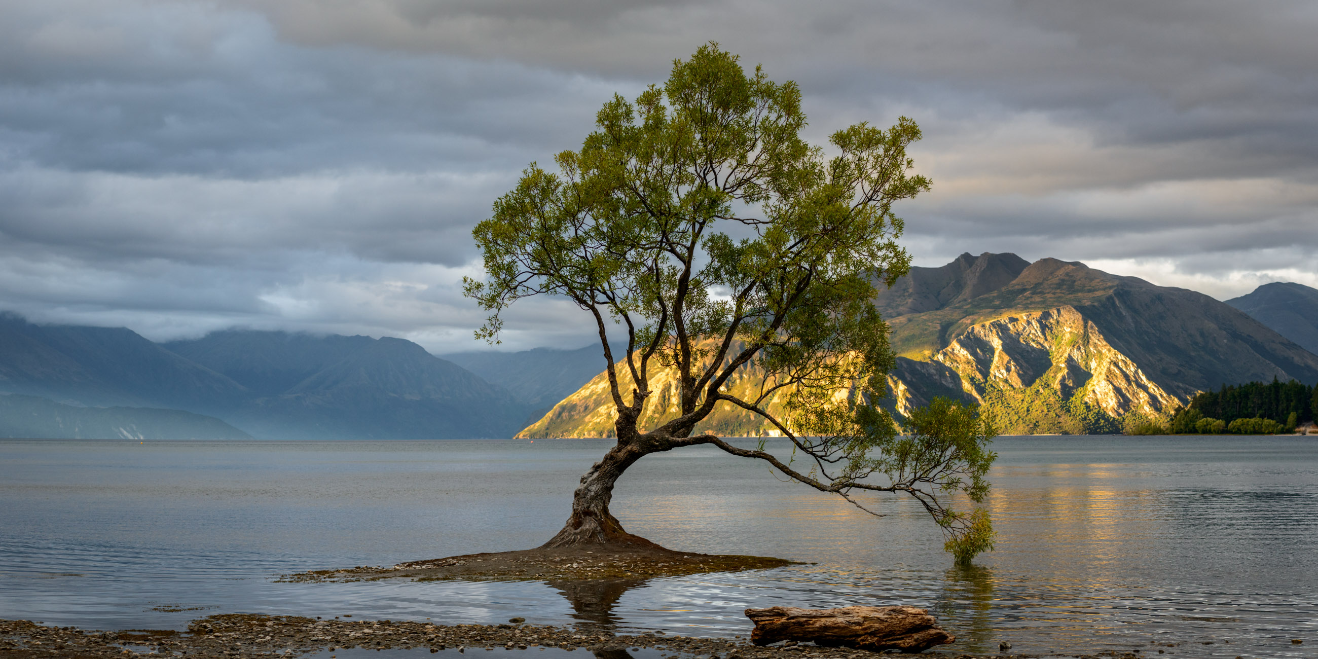 large format panoramic image of that tree in lake wanaka