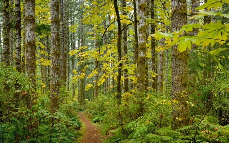 trail through forest in autumn