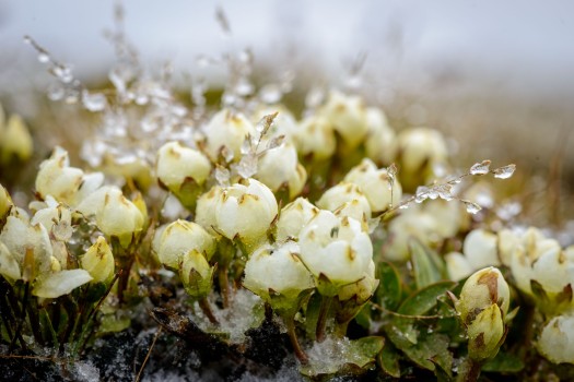 Hardy New Zealand alpine flowers can withstand the occasional summer snowstorm. 