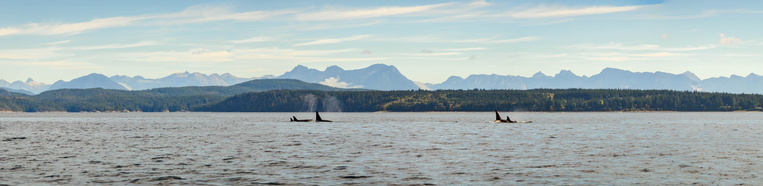 Large format image of killer whale pod in Salish Sea