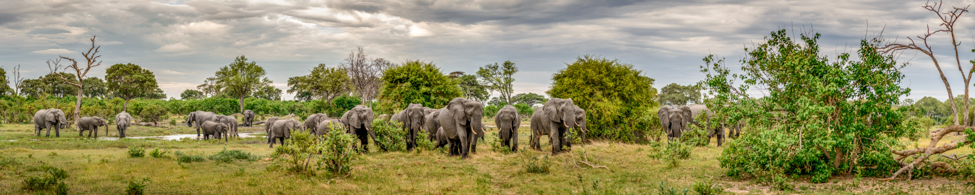 herd of elephants captured in a stitched wildlife panoramic image