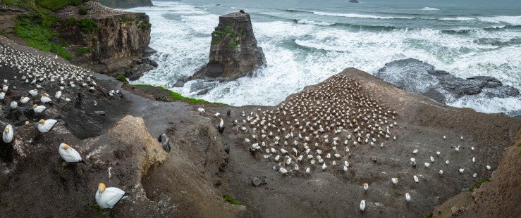 large format image of Australasian gannets at Muriwai gannet colony in New Zealand.